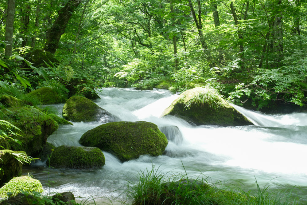 Oirase Gorge (early summer)